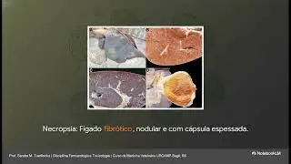 O Assassino no Pasto; Seneciose em Bovinos: Como Identificar, Prevenir e Controlar a Maria-Mole