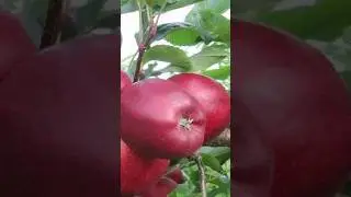hot climate apple hrmn99