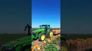 Pumpkin Pyle Harvesting Pumpkins | From Field To Warehouse | #shorts #farming