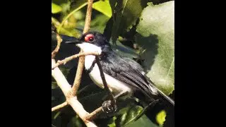 Bird Quiz