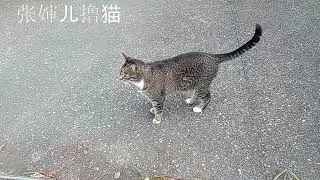 又遇到胖乎乎的虎斑猫，小胖子很是热络，一叫就过来，撸了两把后，还给张婶儿表演打滚儿露肚皮。#虎斑猫 #虎斑貓 #tabby #tabbycat