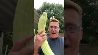 Huge cucumber harvest!