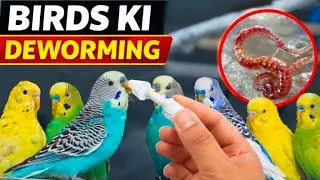 Deworming Tips Of Birds And Parrot / How To Deworming Birds And Parrots Tips 