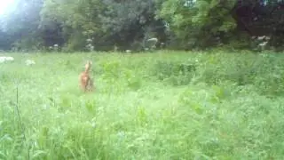 Roe Doe & Fawns - End meadow