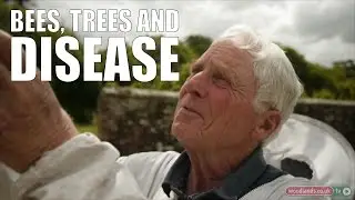 Bees, Trees & Disease