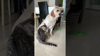 Cats and dogs, one big family!#dogandcat #dogshorts #doggybestfriend #dogvideos #cutedog