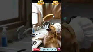 Chef Dog Ramsay's cooking disaster! 🥞🐶 Where did it go?! 😂 #shorts #dogchef #fail #funny