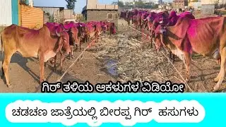 ಚಡಚಣ ಜಾತ್ರೆಯಲ್ಲಿ ಬೀರಪ್ಪ ಅವರ ಹಸುಗಳು  Desi Gir Cow Fair Chadchan Killari cow market Chadchan 