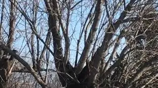 Pic-bois, woodpecker. Nature wakes up