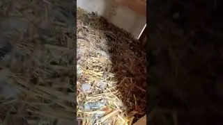 Звук разгневанной курицы (другая курица прервала её кладку яиц) #курица
