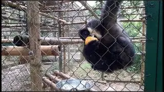 Milo - Endangered Primate Rescue Center