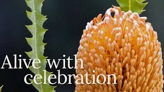 Opening of the Banksia Garden at the Australian National Botanic Gardens
