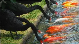 Swans Feed Koi Fish? Is It Fake? 🦢🐟