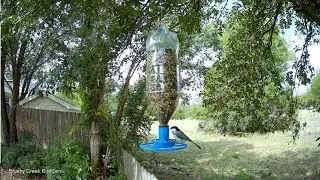 Brushy Creek BirdCam - QHD Test
