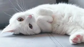 Cute cat @catTwist 😻  Cute sleeping moments