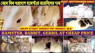 Galiff Street Pet Market,Kolkata|Rabbit, Hamster at Cheap Price|গালিফ স্ট্রিট খরগোশ মার্কেট|21/09/25
