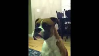 Boxer dog talking