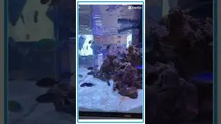 Mariner M40 Reveal at Reef-A-Palooza CA