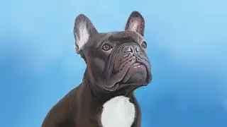 Pet portrait: Leo the French Bulldog
