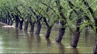UC Davis Is Flooding Farms to Restore Groundwater