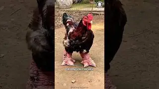 Dragon Chicken 🐓 The MUTANT Chicken!