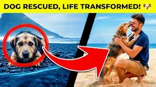 He Found a Dog on a Remote Island &ndash; It Changed EVERYTHING!