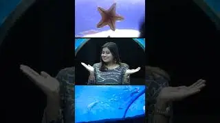 MIRACOLO the whispering sea Worlds first portable underwater tunnel expo At kozhikkode marine ground
