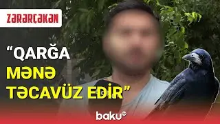 Bakıda qarğa gəncə h&uuml;cum edib