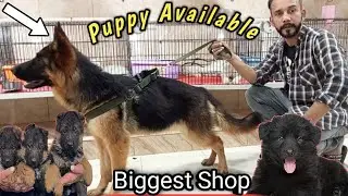 German shepherd dog - Tollinton market Lahore - Dog market in Pakistan - Pet market - MMB pet lover