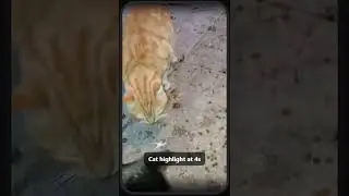Feeding Street Cats in Greece 🐾🇬🇷 | Cats of Greece