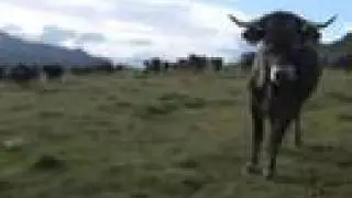 Vacas tudancas
