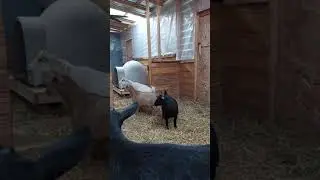 Grace Springs Farm:  Sadie is in heat and she is talking up a storm.