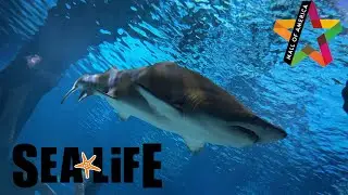 Sea Life Aquarium : Mall of America Tour  *Highlights*