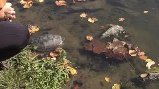 Rescue efforts successful as relocated turtles find new home at Antietam Lake