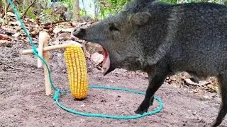 Armadilha de laço para pegar animais javali paca capivara tatu veado cutia cateto 
