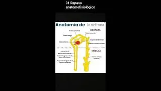 01 Repaso anatomofisiológico