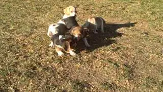 Mini Beagle Puppies for sale!!