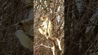 Sifaka Lemur Threatening Us | Madagascar