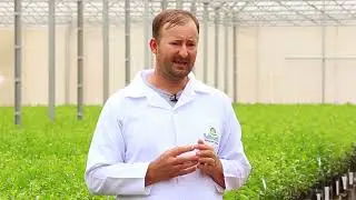 Viveiro Baldissarelli investe na produção de mudas de citros