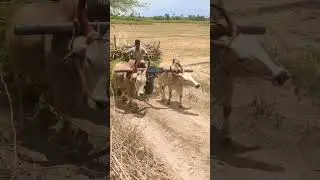Bullock Bullockcart racing video