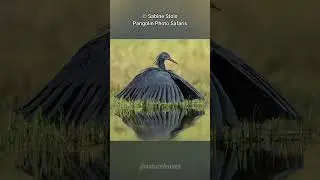 Black Heron | The Umbrella Hunter
