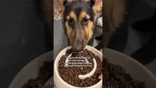 Trying to distract a six month old German shepherd #doggo #dogvlog #germanshepheard #puppytraining