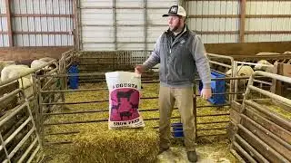 Augusta Co-op's 'Show Feed' Series - Show Lamb