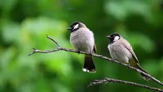 Beautiful Birds 4K video ! Natural animation ! Birds sweet sound . morning Birds sound.