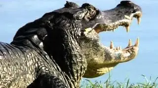 NATGEO NATURE DOCUMENTARY   Riddle of the Atacama Desert   Pure Nature Specials