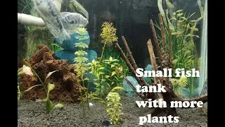 How plant grow in small fish tank | pond plant growing fish tank | #Ro Ro catch fish