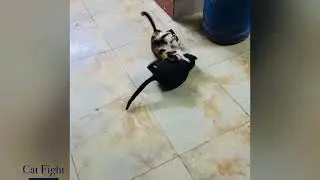 Cats #pets #catshorts #catsfighting