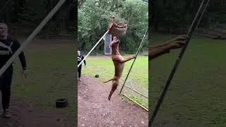 fittest and mascular for spring pole sport |       #apbt #training #sport