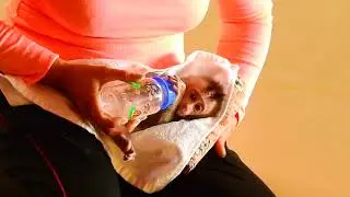 Poor baby monkey kaya very hungry, Now people giving milk and water to her.