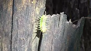 Four Spotted Cup Moth Caterpillar Doratifera quadriguttata Going on a little walk through his garden